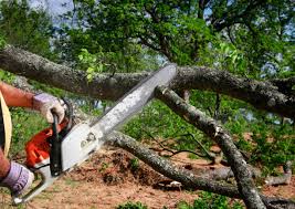 Best Lawn Dethatching  in Mapleton, MN