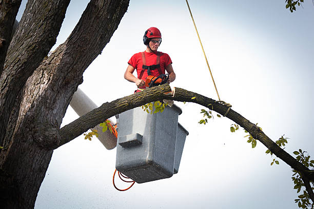 Best Tree Disease Treatment  in Mapleton, MN